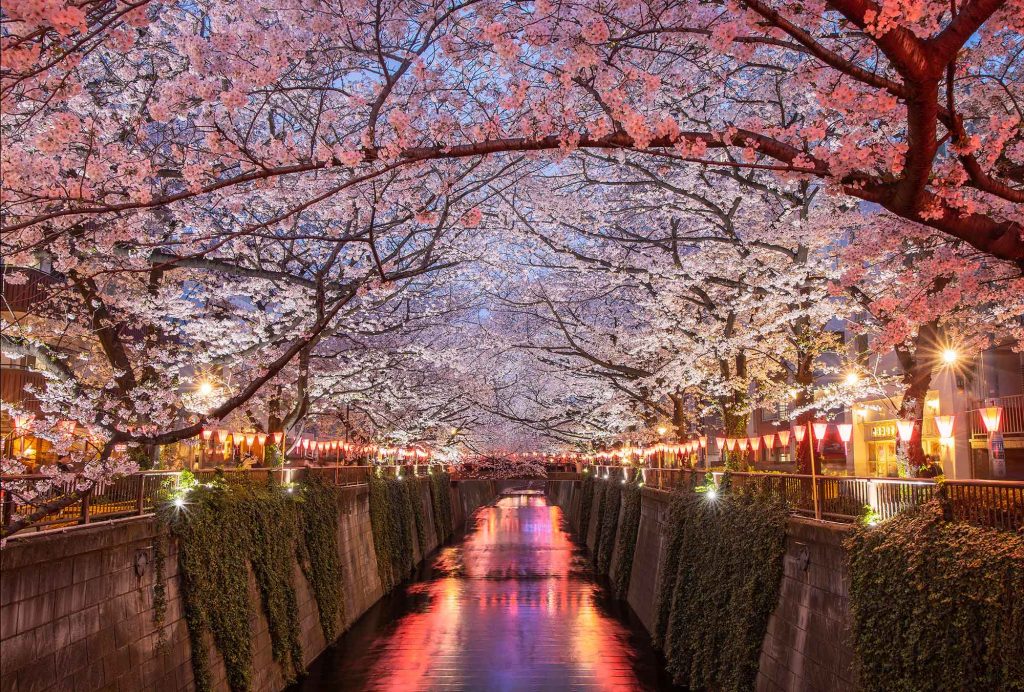 Powers-Cherry-Blossoms-in-Tokyo-Japan | IEPPV